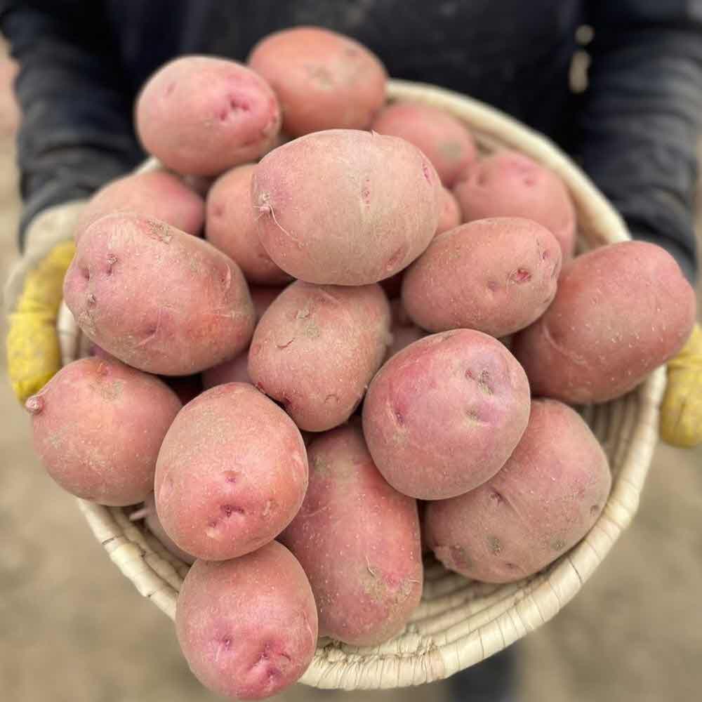 카스테라 감자 홍감자 햇감자 포슬포슬 자색감자 자영감자 2kg/ 3kg/5kg/10kg