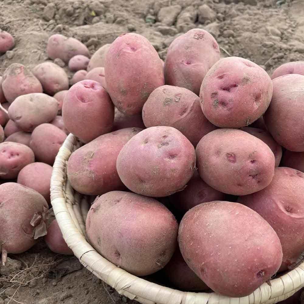 카스테라 감자 홍감자 햇감자 포슬포슬 자색감자 자영감자 2kg/ 3kg/5kg/10kg 대표이미지 섬네일